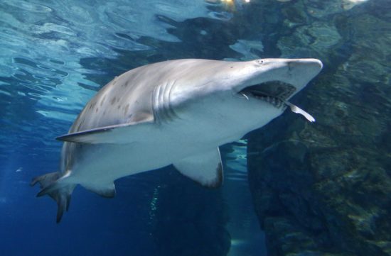 Turisti, pozor! V Jadranskem morju se bodo kmalu naselile nevarne vrste morskih psov