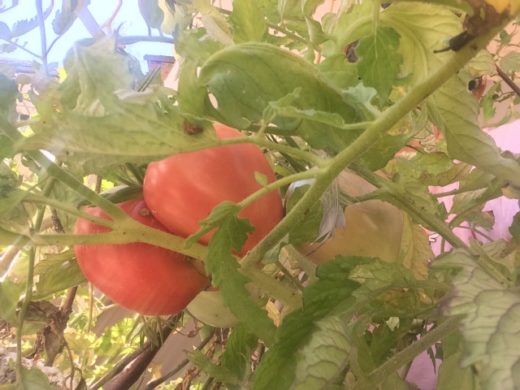 FOTO: Letos je dobra letina! Tole je namreč paradižnik