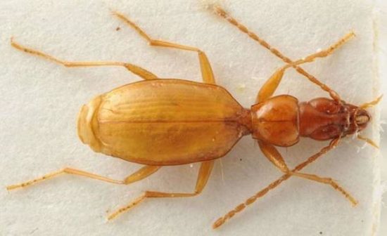 Ilegalno vabili Hitlerjeve brezokece