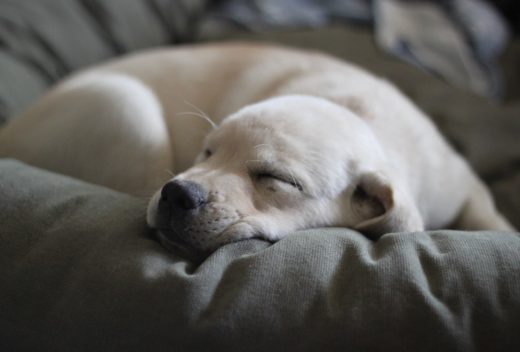 Ali je dobro, da hišni ljubljenček spi z vami v postelji?