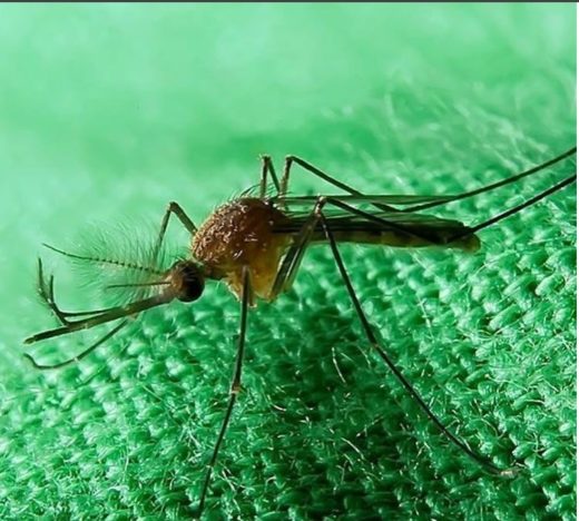 Ne praskajte se po komarjevem piku