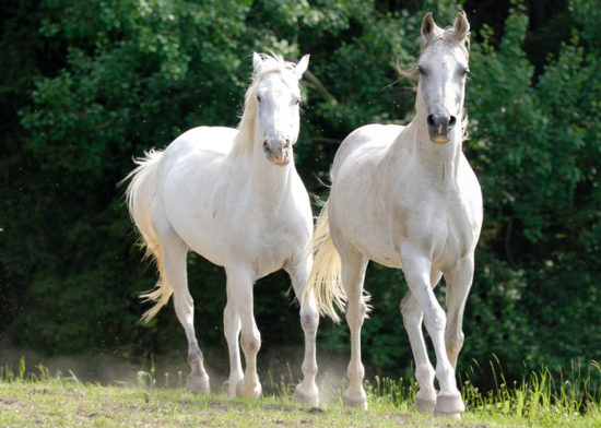 Padla s konja, prvo pomoč so nudili takoj