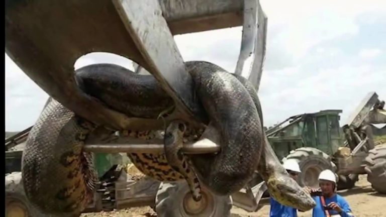 VIDEO: Gradbinci odkrili 400 kil težko anakondo