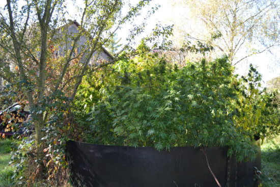 To pa je bila hišna preiskava in pol! Poglejte, kaj vse so zasegli policisti!