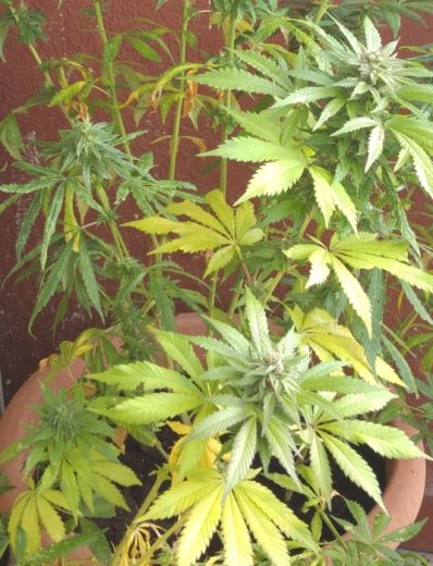 Na Malti zasegli največjo količino marihuane doslej – policija prijela Slovenca