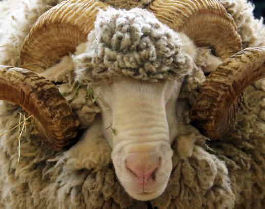 Pobesneli oven huje poškodoval žensko, ta je poškodbam podlegla