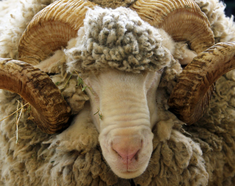 Znana usoda morilskega ovna: pokojno napadel tudi pred dvema tednoma