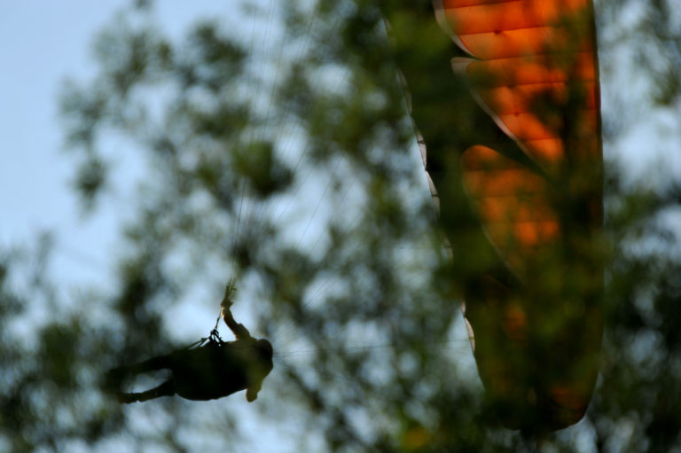 Padalec prisilno pristal na drevesu