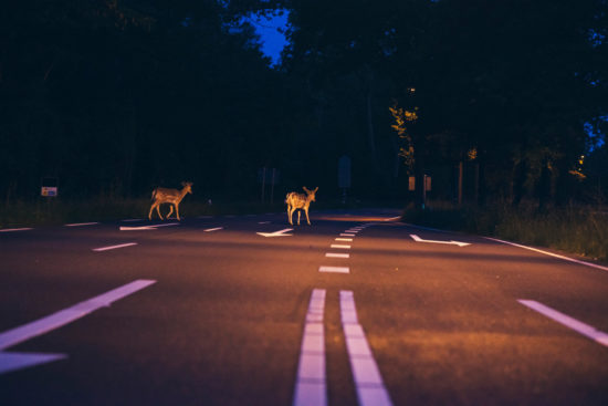 RAZKRIVAMO, KDO JE TRAGIČNO PREMINULI MLADENIČ Usodna je bila srna