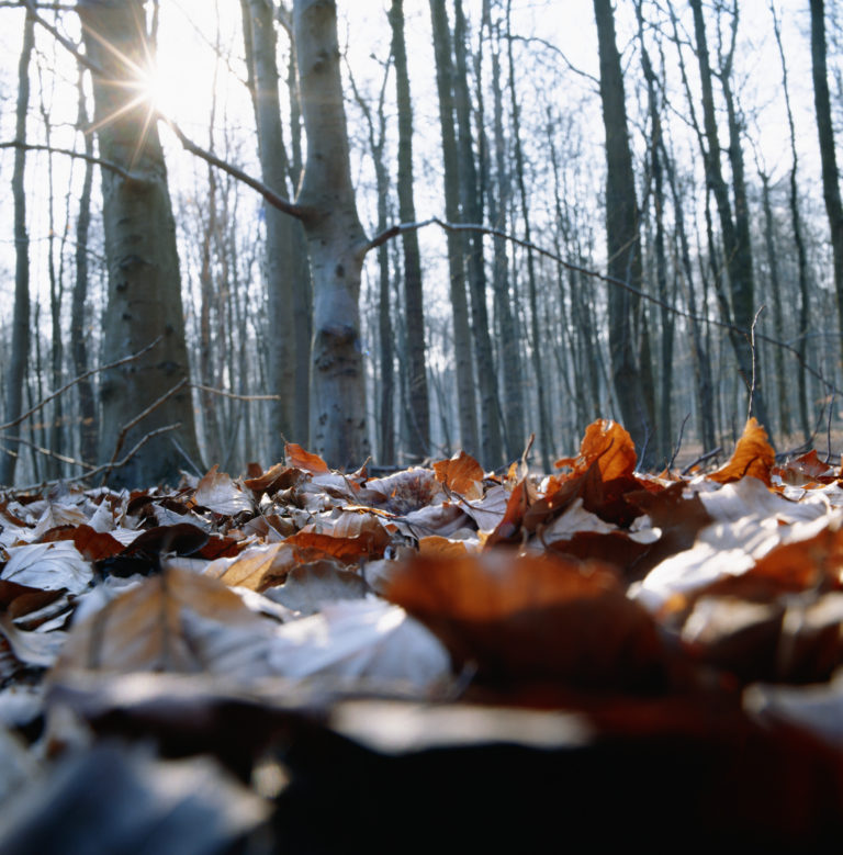Na vidiku velika ohladitev: Jutranje temperature proti ledišču