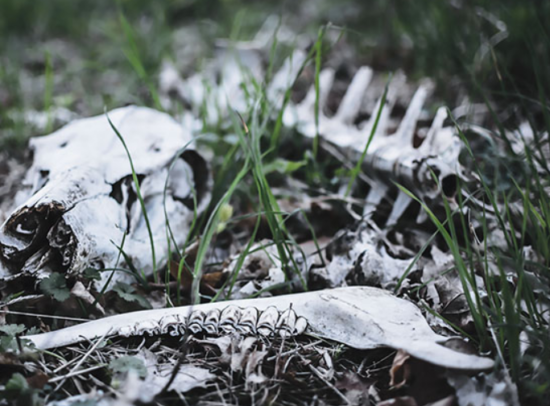 Našli skelet desetletje pogrešanega