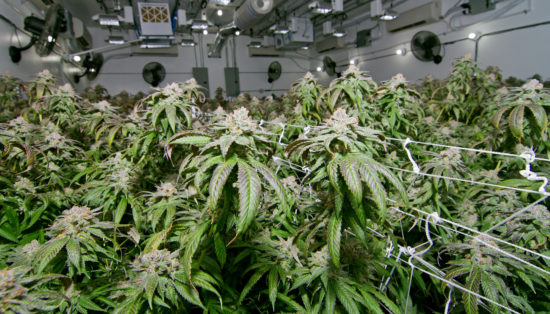 Slovenec sodeloval s Srbi: Zasegli so jim 1800 sadik konoplje, s katerimi bi lahko zaslužili več kot 3,5 milijona evrov