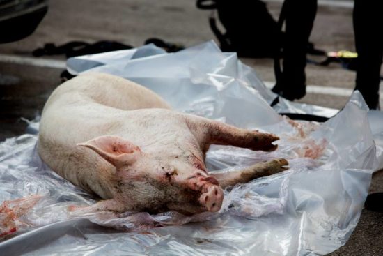 PO LJUBLJANI VLEKLA MRTVEGA PRAŠICA Sedaj razkriva razlog