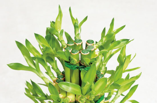 Naravni filtri zraka