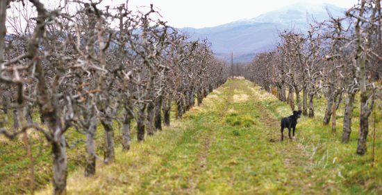 VRT: Februar v sadovnjaku