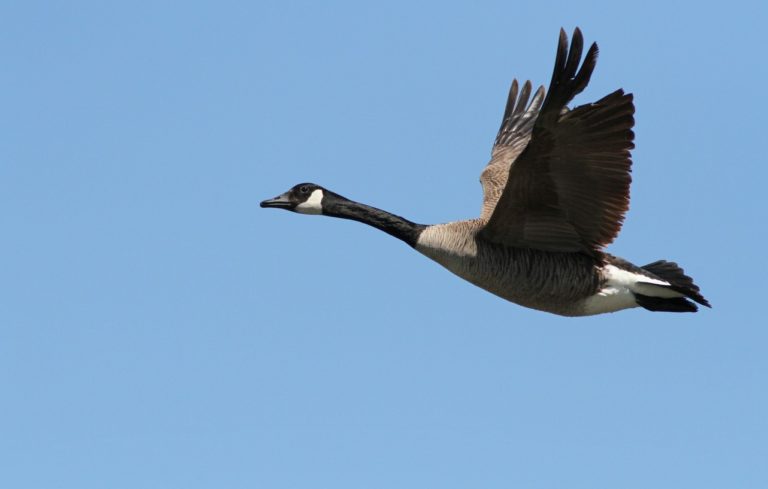 VIDEO: Maščevanje ustreljene goske – lovcu je padla na glavo in ga težko poškodovala.
