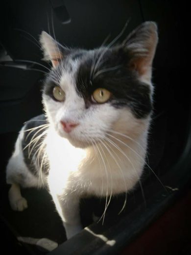 Znan Slovenec izgubil muco. Ste jo videli?