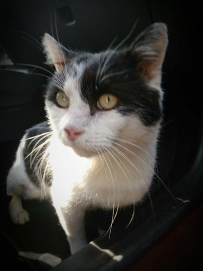 Znan Slovenec izgubil muco. Ste jo videli?