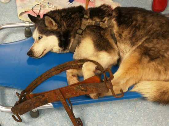 GROZLJIVKA V NOTRANJIH GORICAH Psička končala v lovski pasti