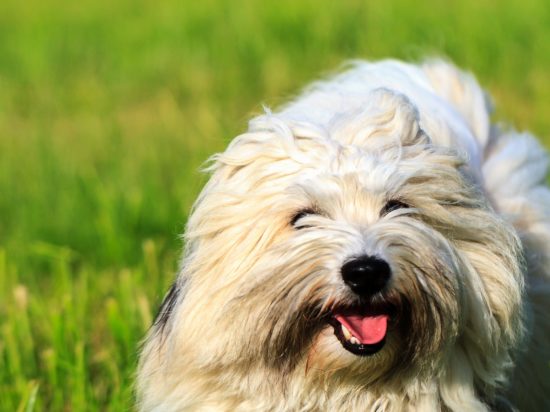 Kateri psi živijo dlje: večji ali manjši