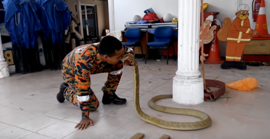 (VIDEO) Tragični konec šepetalca kačam: Sodil mu je njegov hišni ljubljenček – strupena kobra