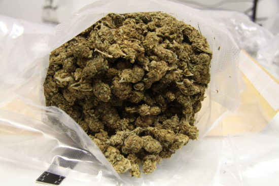 Policisti zasegli za 35 tisoč evrov konoplje