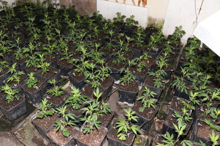 “Sezona gojenja konoplje” se začenja: V vikend hišici skrival 329 sadik konoplje