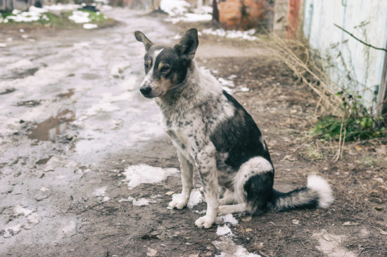 Grozljivo! Psa v najhujšem mrazu privezal za zadnjo tačko in ga pustil – rešili so ga zadnji trenutek, ko je bil že močno podhlajen