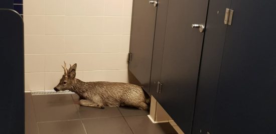 Koper: Srnjaček pred napadalnimi psi skočil v morje – prestrašen se je zatekel v javni WC