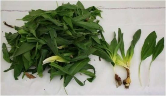 USODNA ZAMENJAVA Na UKC najprej umrla žena, nato še njen mož