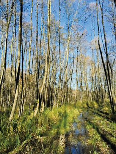 Popoldne v okolici Ptuja: v razmaku 38. minut našli dve neodzivni osebi
