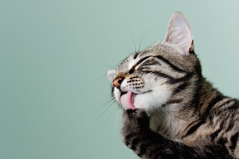 LJUBLJENČKI: Nega najbolj čistih prijateljic