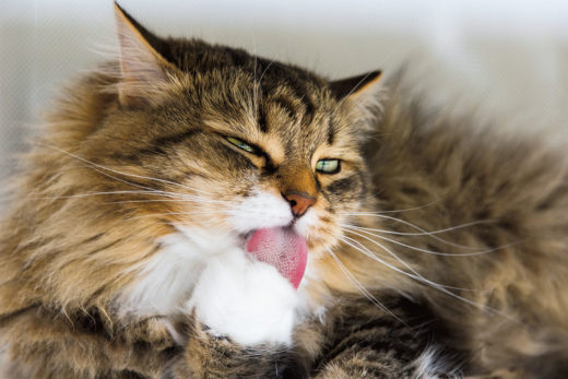 LJUBLJENČKI: Golitev pri mačkah