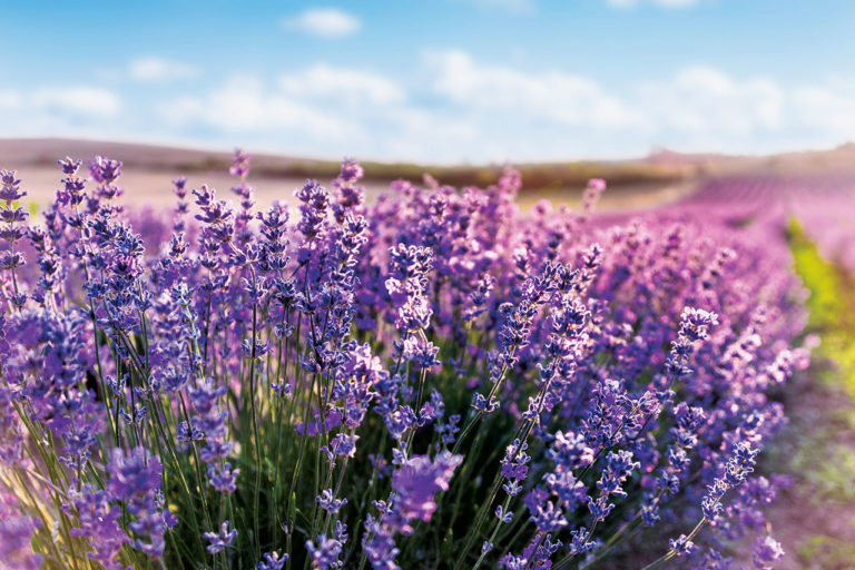 VRT: Medovite rastline