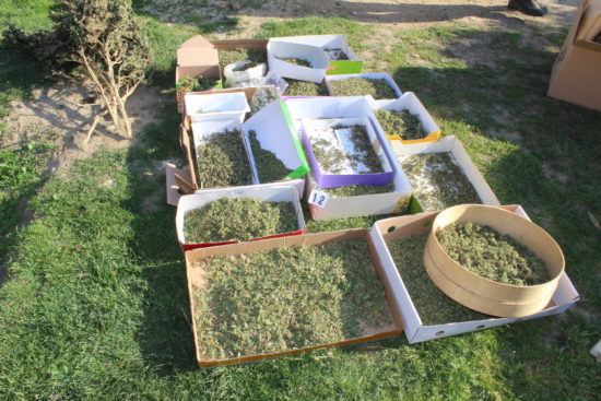 56-letnik v priporu: Policisti pri njem našli kar 23.158,70 grama konoplje!