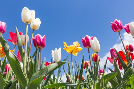 Vam tulipani doma prehitro ovenijo? Tu je rešitev!