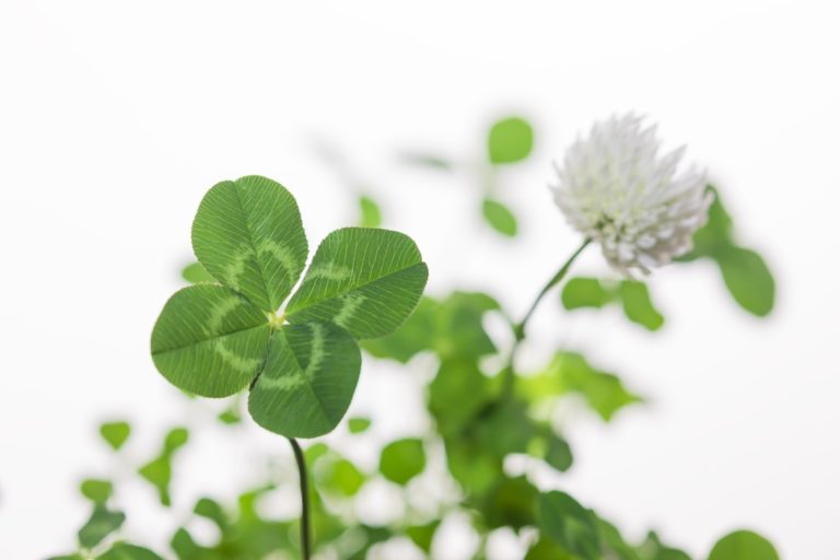 Štiriperesna deteljica prinaša srečo. Kaj pa tiste z več peresi?