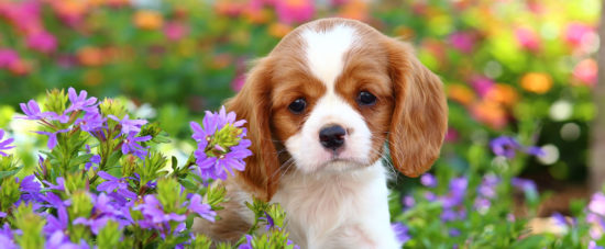 LJUBLJENČKI: Za štirinožce škodljive rastline