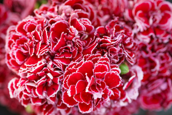 VRT: Dianthus – božanski cvet