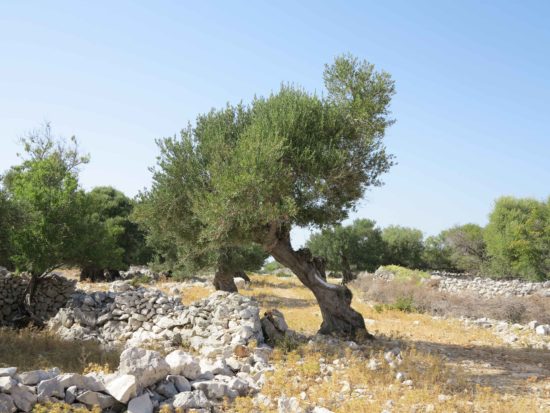 Fant padel z drevesa, reševalci v akciji