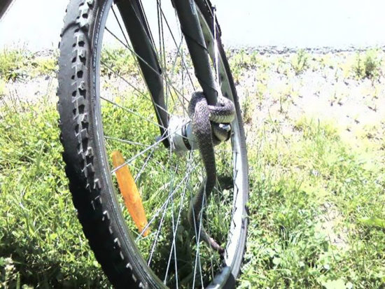 NAŠ BRALEC POSNEL GROZLJIVKO Gledal je smrti v oči