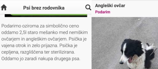 SLOVENIJA JE OGORČENA Psa bi radi oddali, prihaja namreč nov