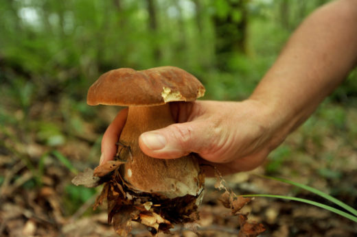 Iskali pogrešanega gobarja, ni se vrnil na točno določeno točko