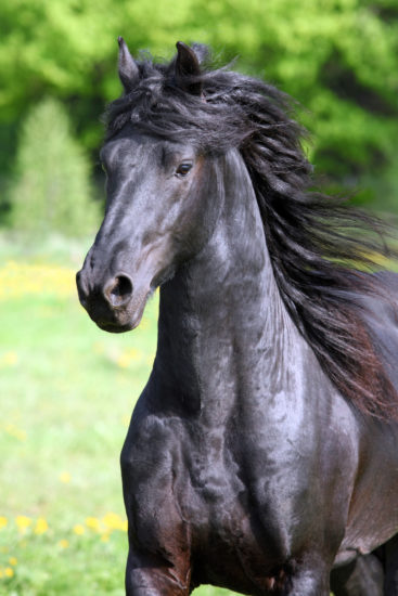ŠOK Česa takega pa v Ljubljani že dolgo ne, mediji so se vseeno motili