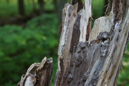 ŠOK PRI NOVIH SELIH Otroka je stisnil hlod