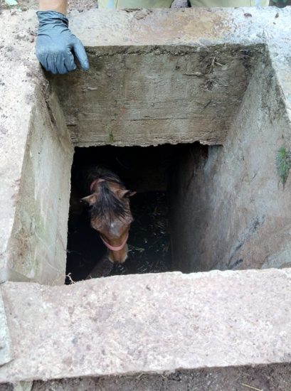 V greznico padel konj – poglejte, kako je izgledalo reševanje!