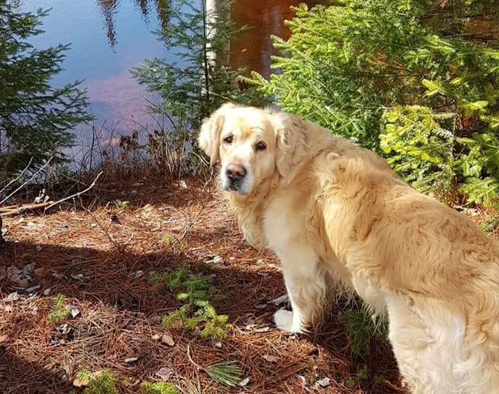 Zlati prinašalec poleta ni preživel, lastnik opozarja: Ta letalska družba psov ne mara
