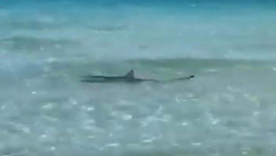 VIDEO: PANIKA NA MORJU Morski pes zaplaval naravnost med kopalce
