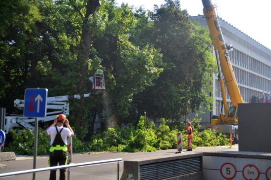 FOTO: Pred parlamentom padajo drevesa, Violeta Tomić že napoveduje čistke!
