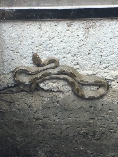 V kampu ob Soči turista ugriznila kača